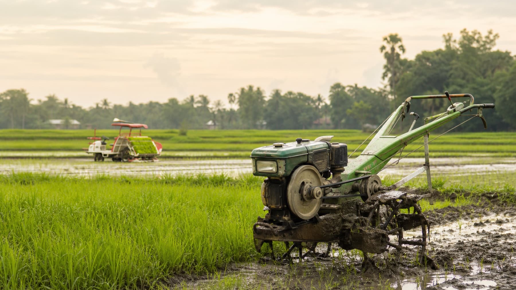Power tiller in a green paddy field in West Bengal